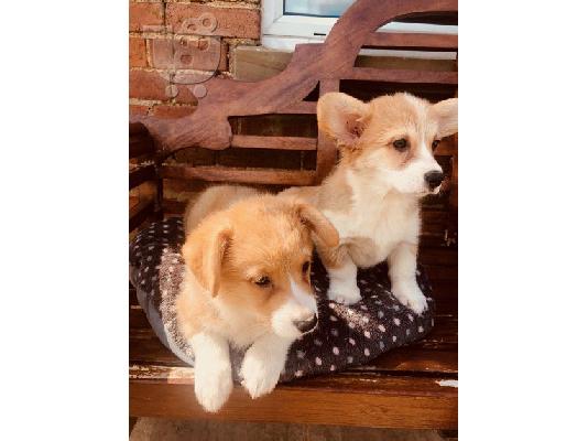 PoulaTo: ουαλλέζικο corgi